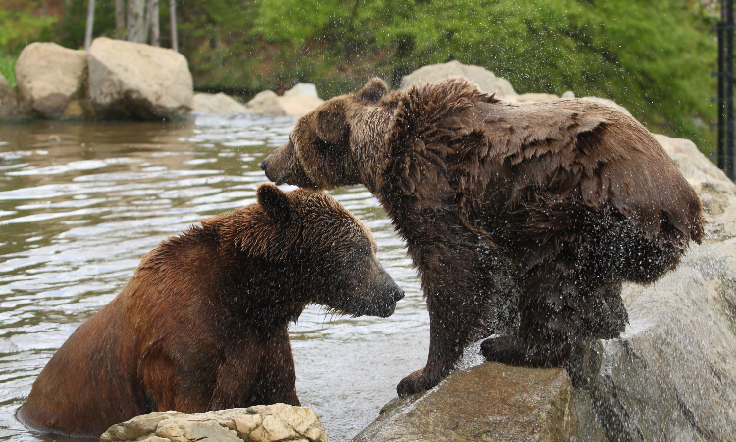 teddy okyla zoo 2