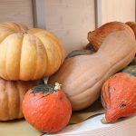 centro_agricolo_medici_quarrata_04