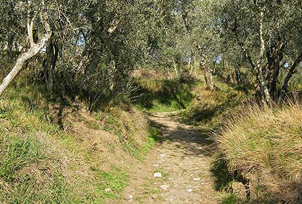 fairy tale way olive trees