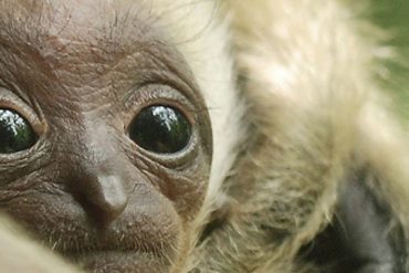 1920x609 siam gibbone zoo pistoia