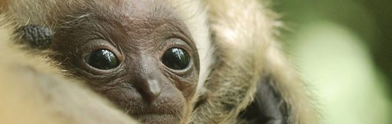 1920x609 siam gibbone zoo pistoia