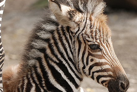 hope zebra zoo pistoia