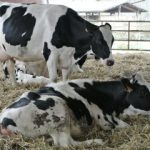 mucca-gelateria-monterosa-latte