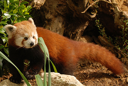 panda minore zoo pistoia