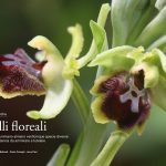 orchidee-selvatiche