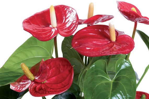 Floramiata-giorgio-tesi