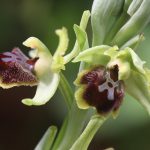 gioielli-floreali-1