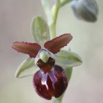 gioielli-floreali-10