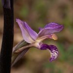 gioielli-floreali-11