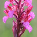 Anacamptis papilionacea