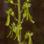 gioielli-floreali-3