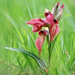 gioielli-floreali-5