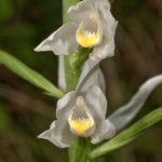 gioielli-floreali-6