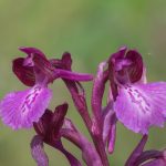 gioielli-floreali-9
