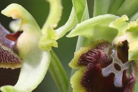 Macchia Mediterranea-Colle di Monsummano