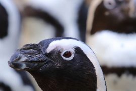 Giardino Zoologico-pinguini sudafricani