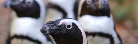 Giardino Zoologico-pinguini sudafricani