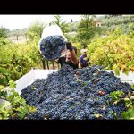 Vendemmia alla Fattoria Casalbosco