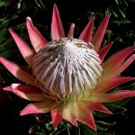 La Proteaceae