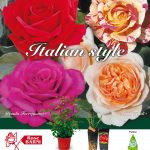 rose-barni-fiore-discoverpistoia