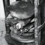 necci_foglia