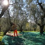 Raccolta olive