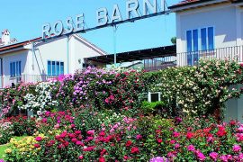 rose-barni-discoverpistoia