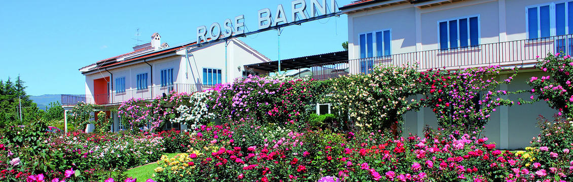 rose-barni-discoverpistoia