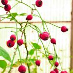 rose-barni-bocciolo-discoverpistoia