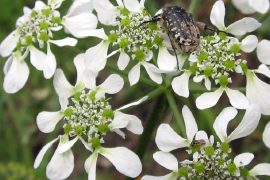Tordylium-padule-centrordp-discoverpistoia