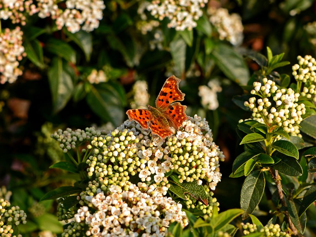 Monografia sul genere Viburnum