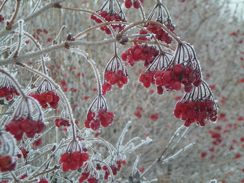 Monografia sul genere Viburnum