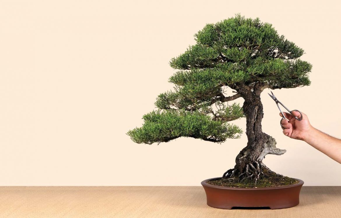 Bonsai letteralmente significa “albero coltivato in vaso con arte”